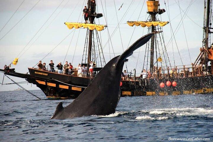 Whale Watching, Kraken Chase and Cabo Arch
