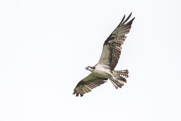 Bird Watching Mazatlán - Birding Tour