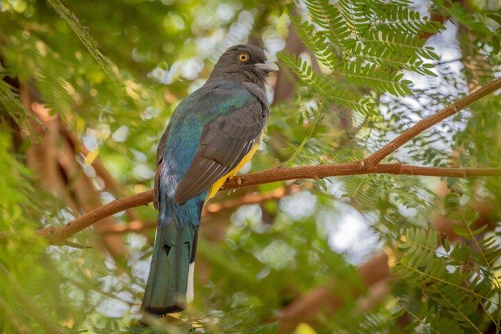 Bird Watching Mazatlán - Birding Tour