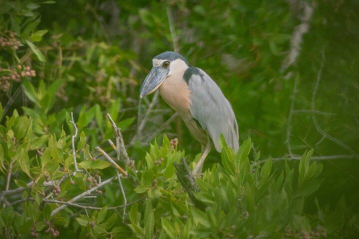 Bird Watching Mazatlán - Birding Tour