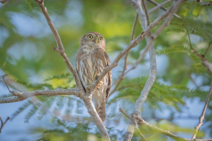 Bird Watching Mazatlán - Birding Tour