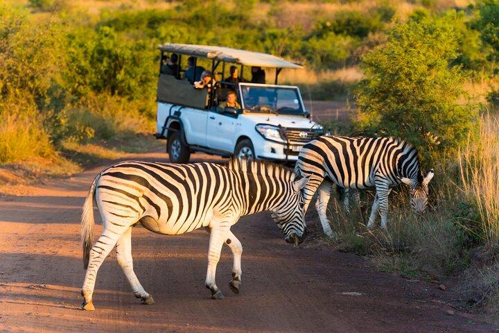 3-Hour Scheduled Safari Game Drive in Pilanesberg National Park