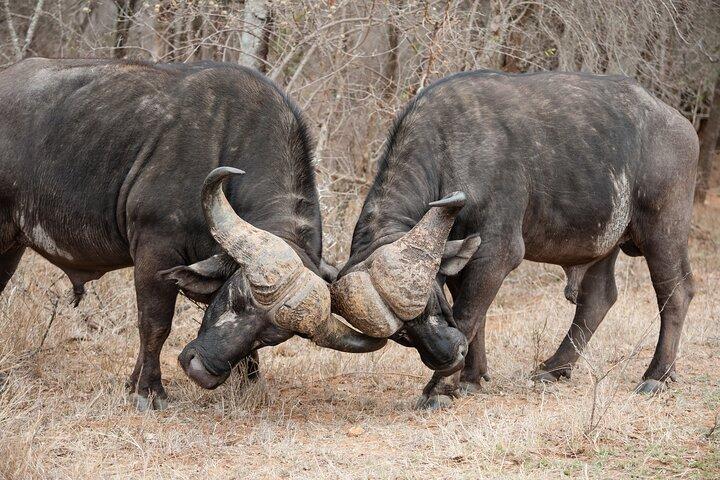 4 Day Tarangire-Ngorongoro Crater-Mount kilimanjaro from Arusha
