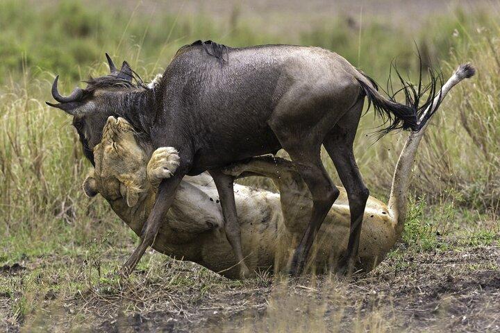 4 Day Tarangire-Ngorongoro Crater-Mount kilimanjaro from Arusha