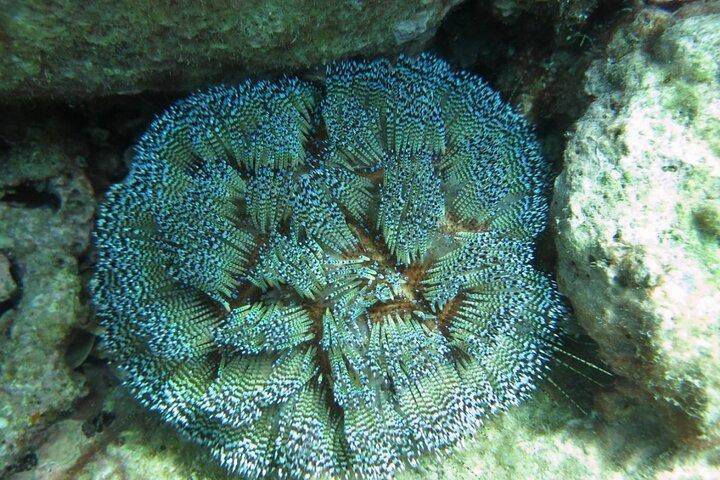 Explore Nha Trang Underwater: Coral Reef Scuba Diving
