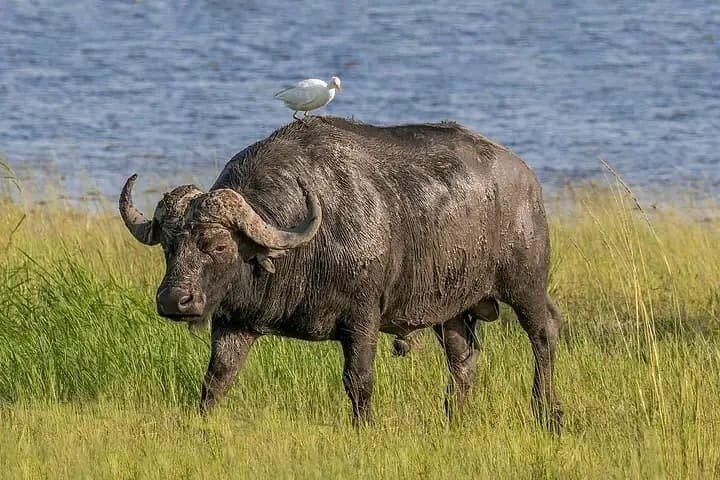4 Days Private Safari to Serengeti and Ngorongoro