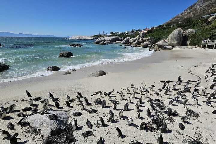 Table Mountain, Boulders Beach Penguins & Cape Point
