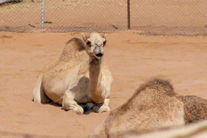 Ras Al Khaimah City Tour - Half Day