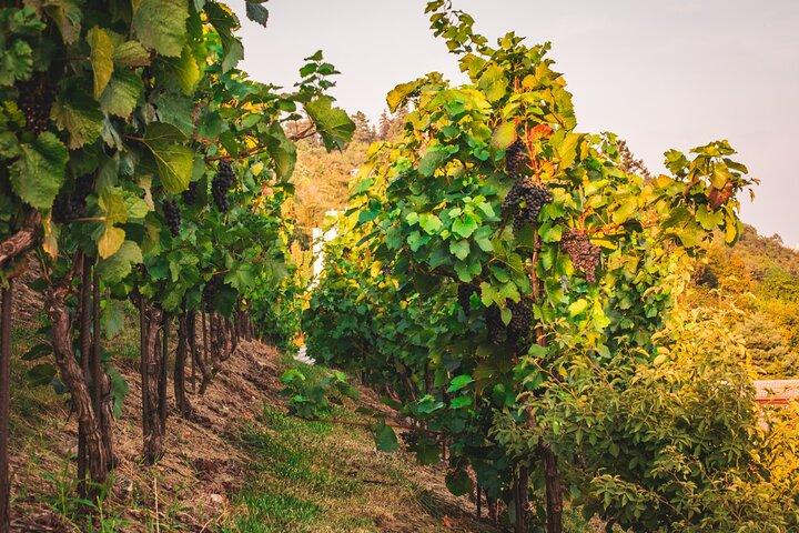 Full Day Private Tour to Kutná Hora with Wine Tasting