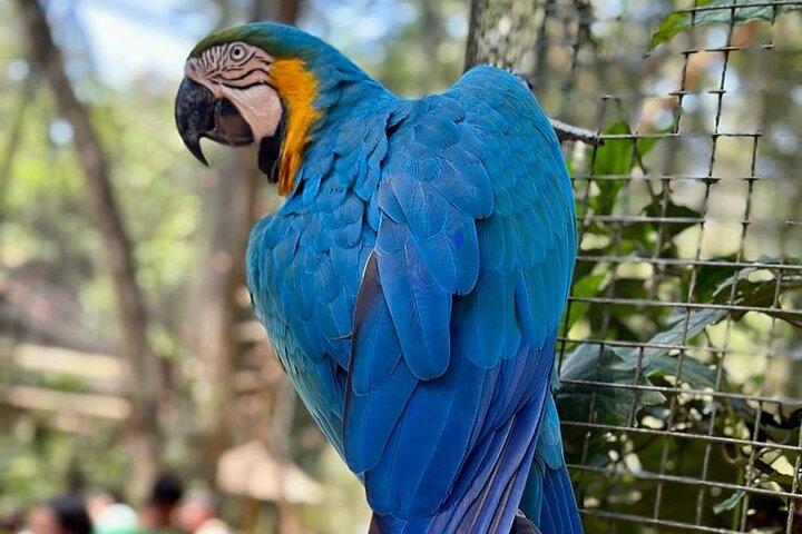 Tour 1 day: Brazilian Falls and Bird Park
