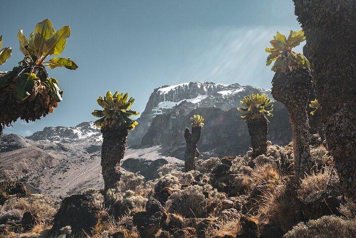 Hiking the foothills of Kilimanjaro