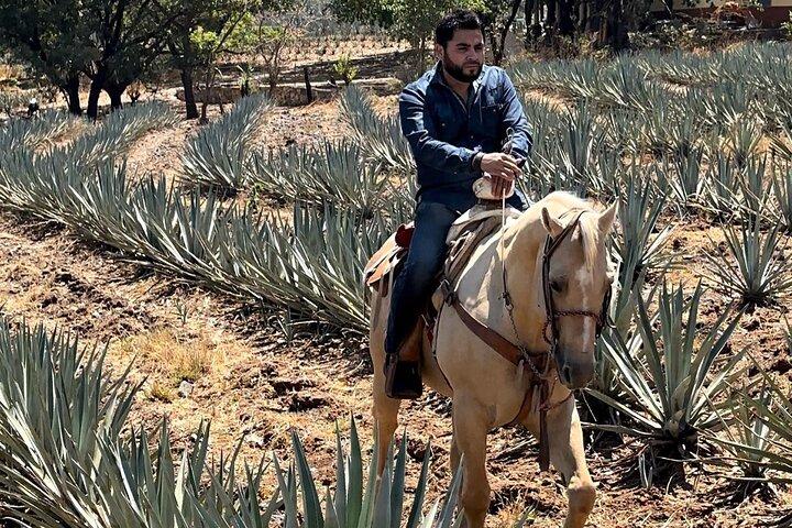 Visit to Tequila and Horseback Riding Among the Agave Landscape