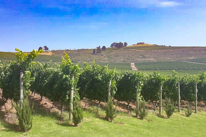 3 Wineries Private Tour in Stellenbosch, Paarl Tasting Included