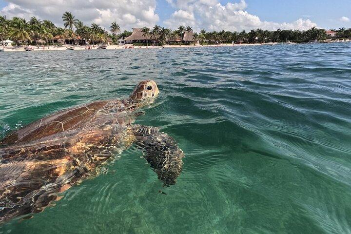 Private Snorkeling with Sea Turtles in Akumal Beach