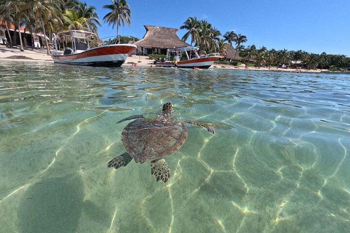 Private Snorkeling with Sea Turtles in Akumal Beach