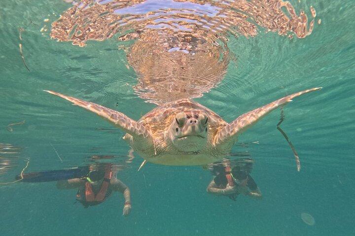 Private Snorkeling with Sea Turtles in Akumal Beach