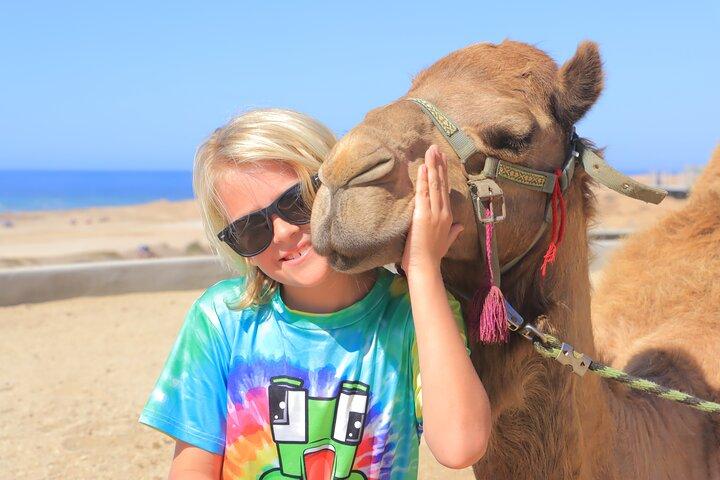 Beach Camel Ride and Encounter in Cabo