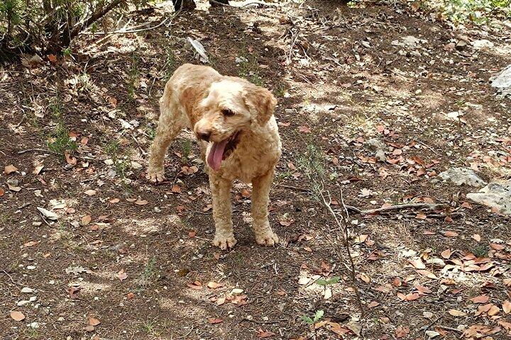 Truffle hunting experience with lunch and Chianti wine tasting