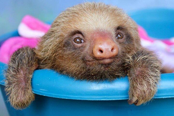 Sloths and Coffee: Tour to a Wildlife Sanctuary and a Coffee Farm