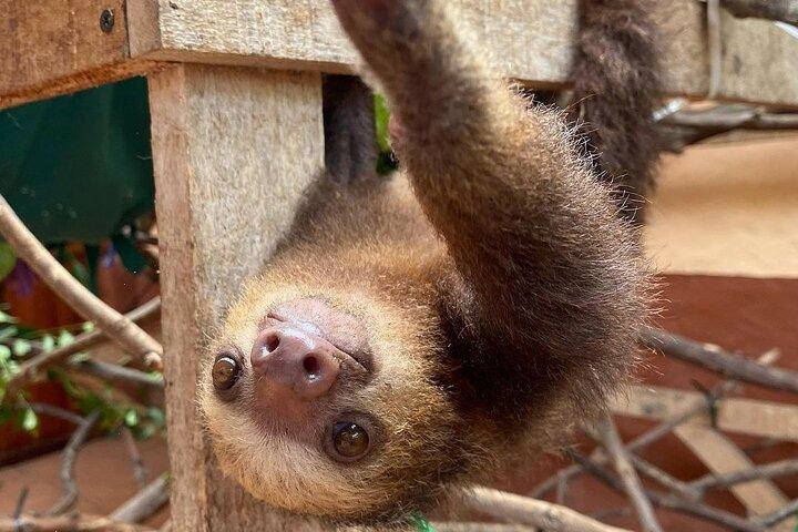 Sloths and Coffee: Tour to a Wildlife Sanctuary and a Coffee Farm