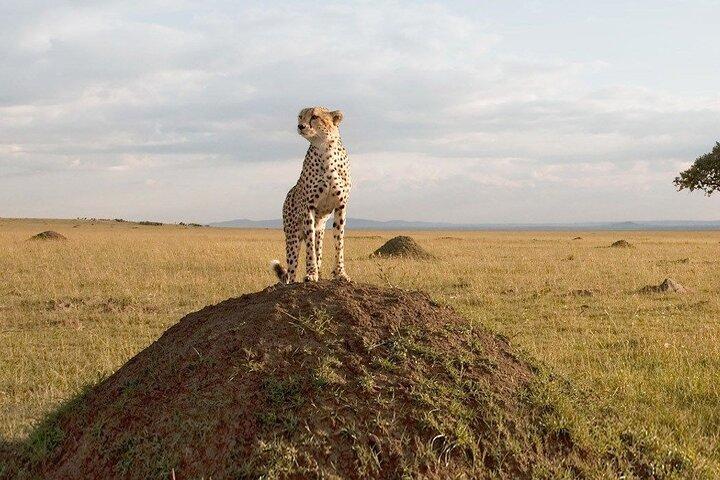 Big 5 Masai Mara and Lake Nakuru 4 Days Safari Private Tour