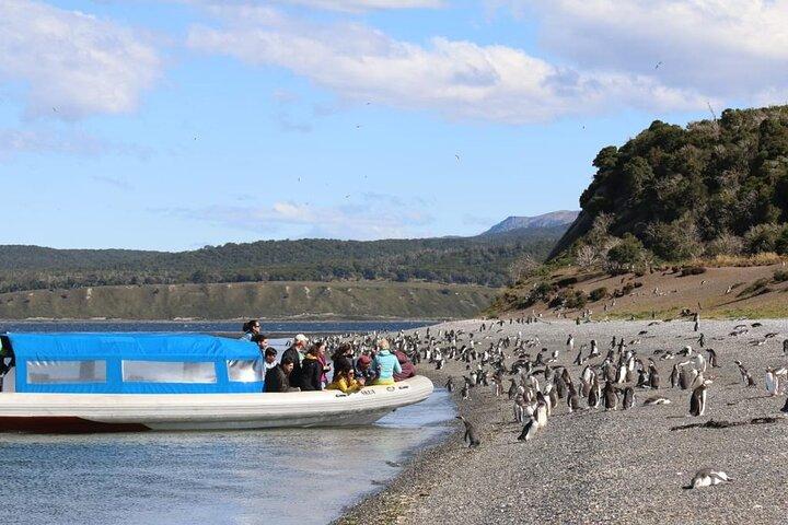 Penguin and Centolla Tour in 4x4