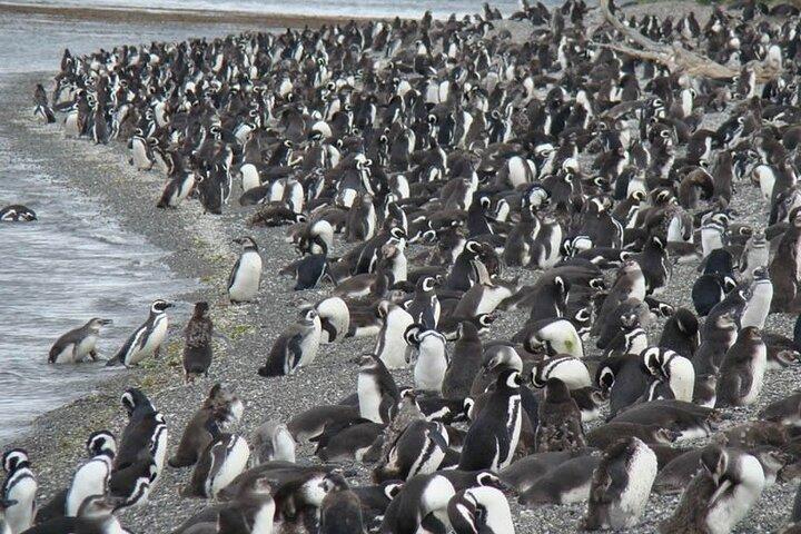Penguin and Centolla Tour in 4x4