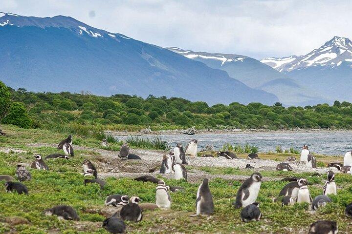Penguin and Centolla Tour in 4x4