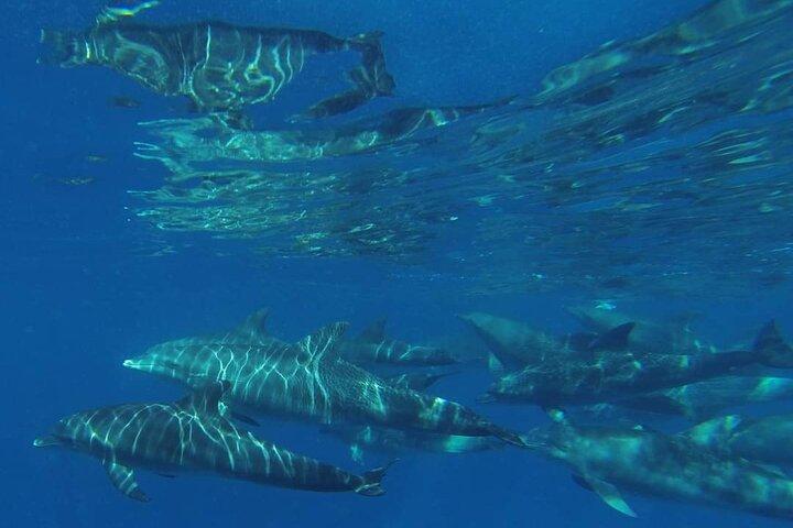 Mnemba Island snorkeling and Swimming with Dolphin