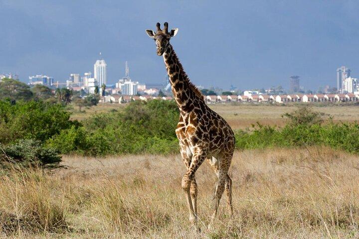 Nairobi National Park and Giraffe Center Private Tour