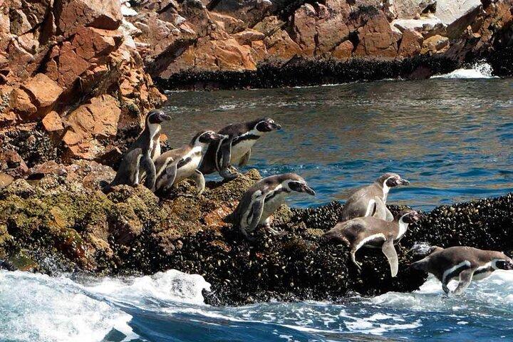 2-Hour Tour to the Ballestas Islands from Puerto San Martín