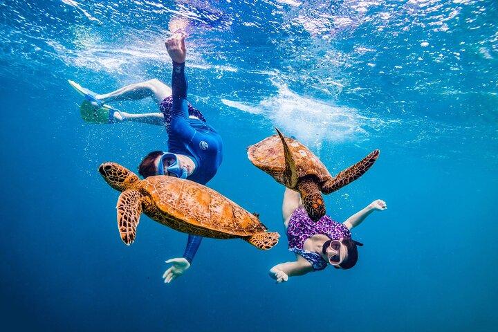 Dolphin House Snorkeling Adventure at Samadai Reef – Marsa Alam