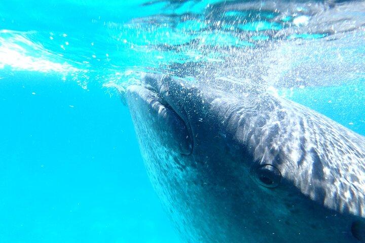 Oslob Whale Sharks and Moalboal Sardine Run, Sea Turtles Tour