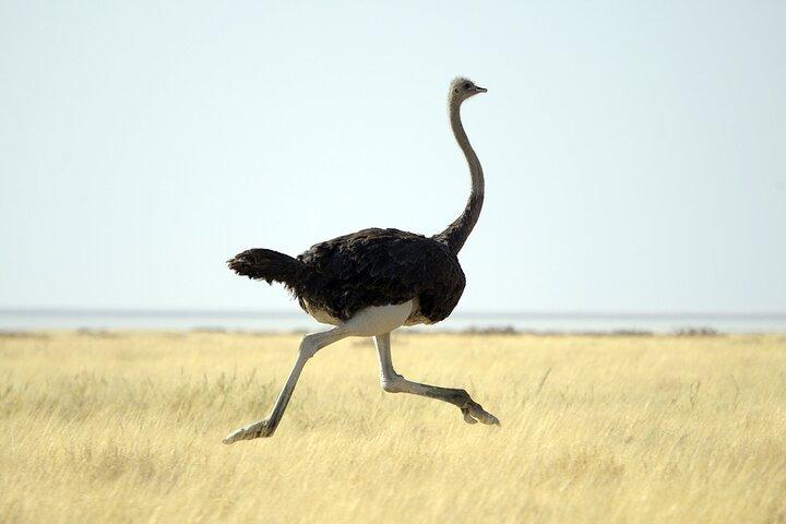 4-Day Serengeti, Ngorongoro & Tarangire Private Camping Tour