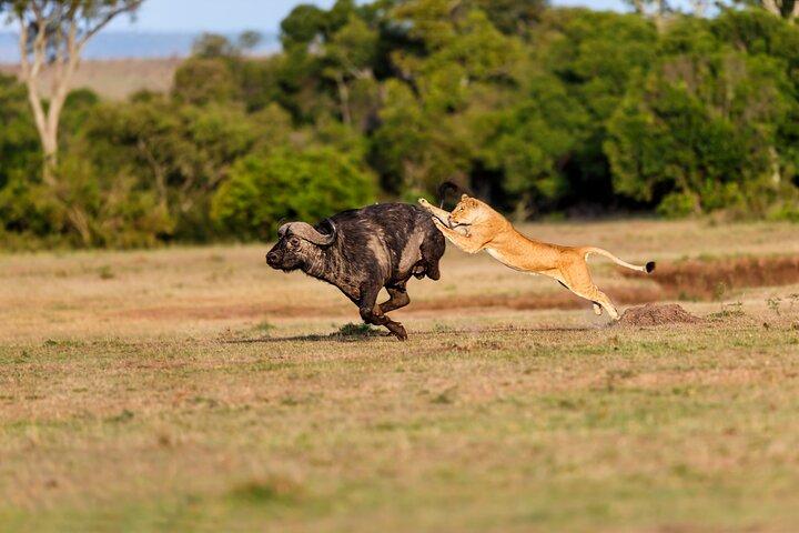 5-Day Private Camping Tour to Serengeti, Ngorongoro & Tarangire