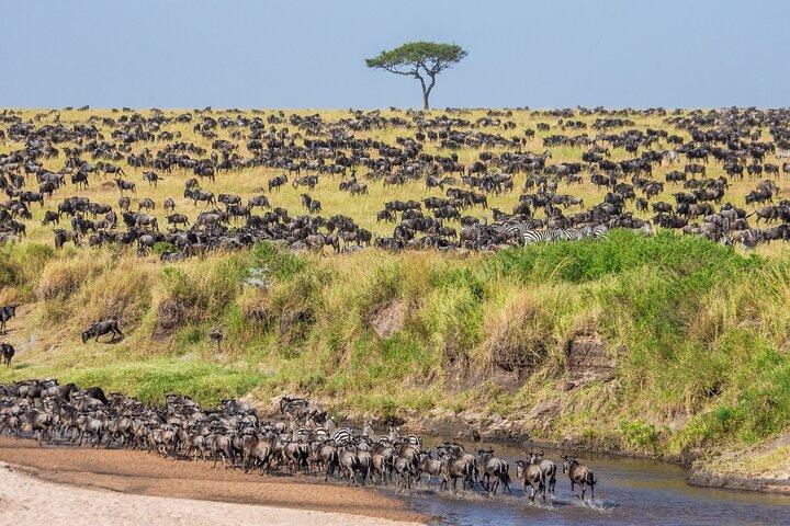 5-Day Private Camping Tour to Serengeti, Ngorongoro & Tarangire