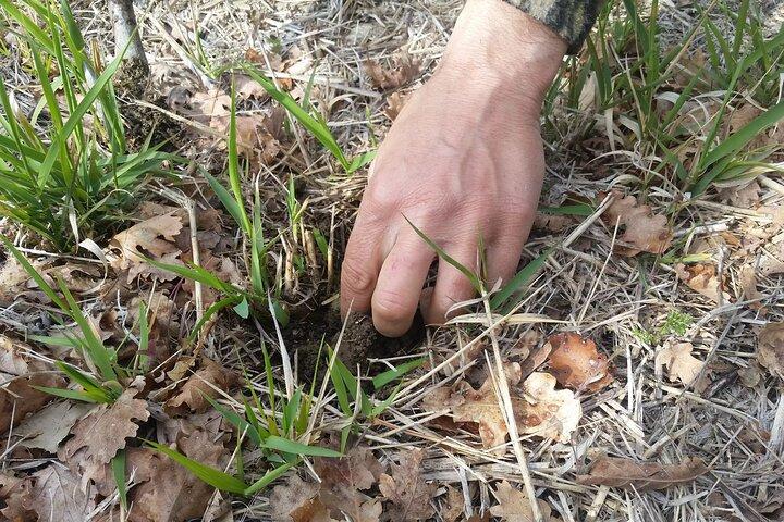 Umbria Truffle Hunting Experience with Tasting