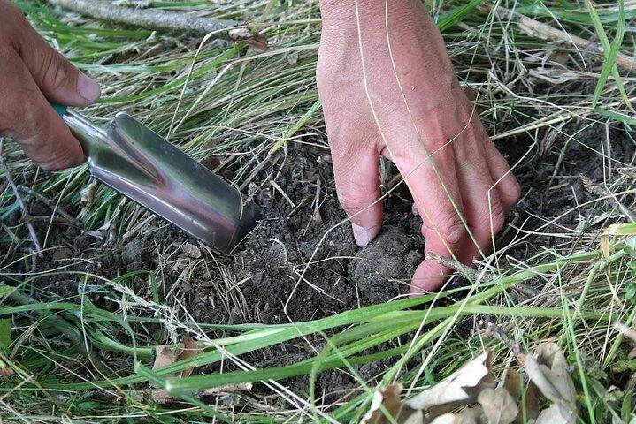 Umbria Truffle Hunting Experience with Tasting