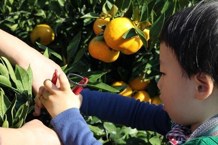 Jeju Tangerine Picking & Camellia Flowers Private Tour