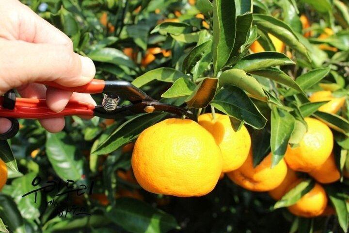 Jeju Tangerine Picking & Camellia Flowers Private Tour