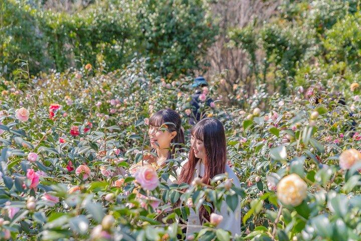 Jeju Tangerine Picking & Camellia Flowers Private Tour