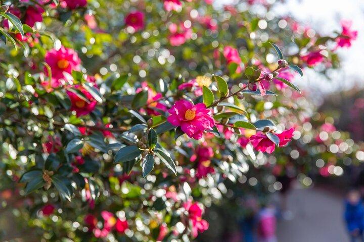Jeju Tangerine Picking & Camellia Flowers Private Tour