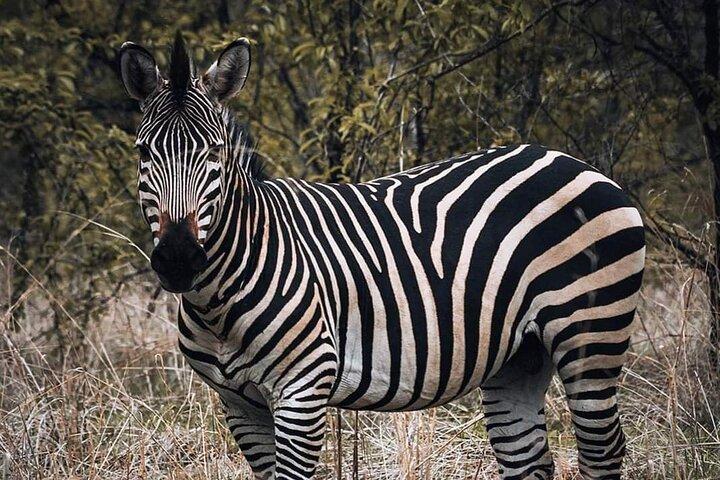5-Day Tanzania Safari Holidays
