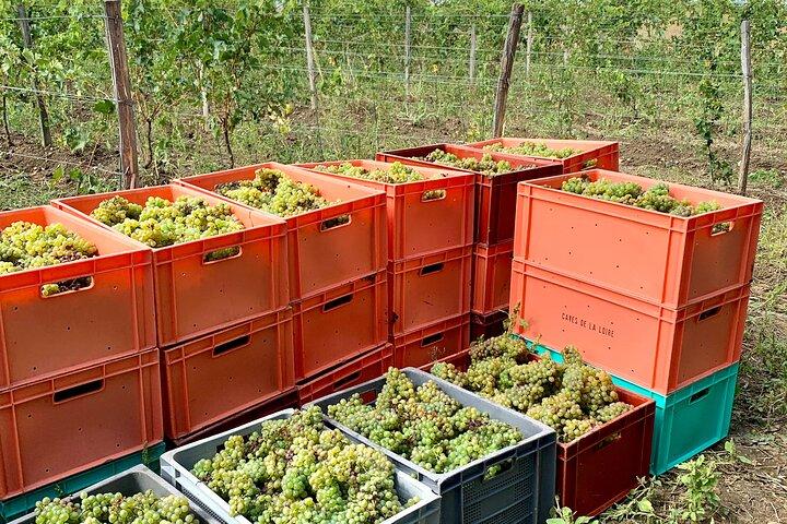 Epicurean Discovery Tour with Wine & Local Specialties