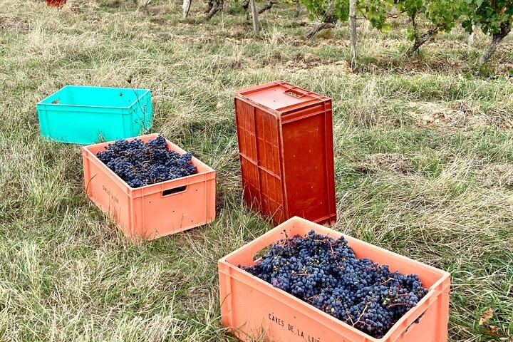Epicurean Discovery Tour with Wine & Local Specialties