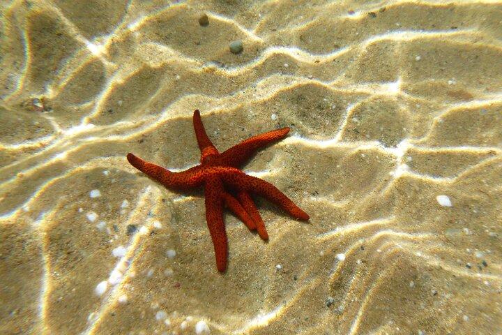 Private 1-Hour Guided Snorkeling Adventure with Go Pro Pictures