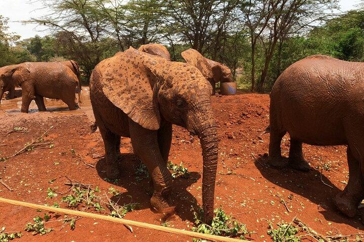 Nairobi City Safari: Park & Elephant orphanage