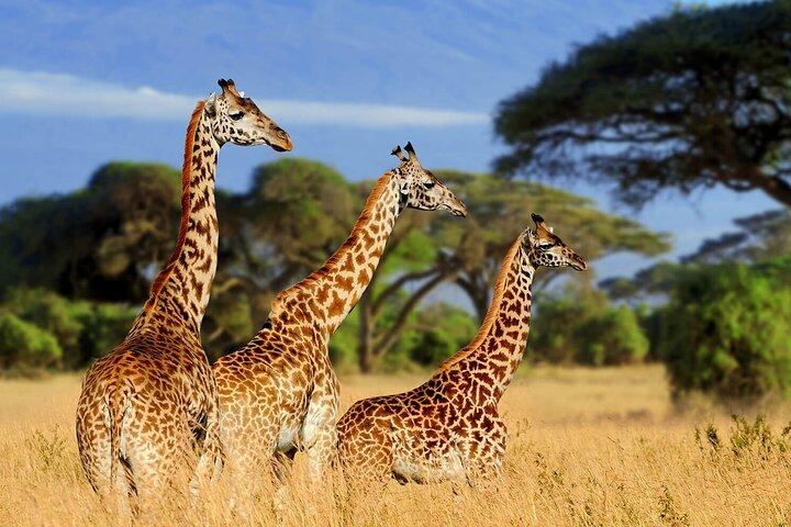 2 Days Wildlife Safari in Tanzania