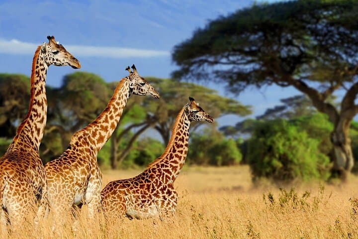 Giraffe Center Tour and Kibera Slums Guided Walking Tour