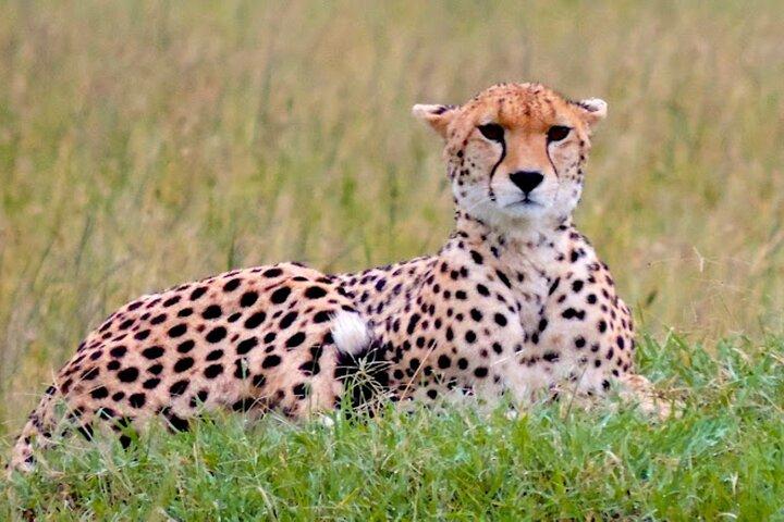 9 Day Private Luxury Spectacle Safari Majestic Kenya Wonderland